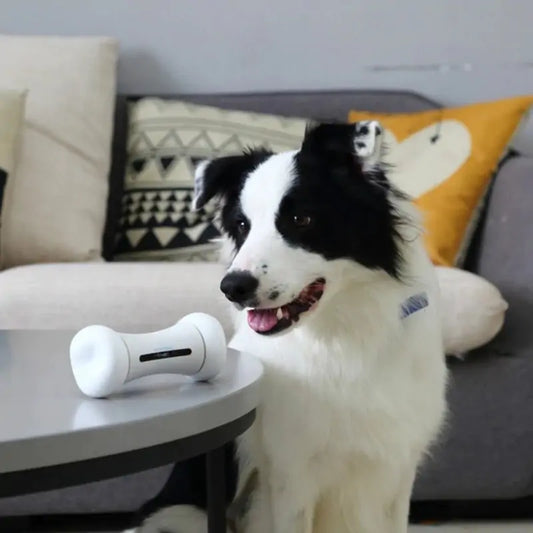 Dog Induction Interactive Toy
